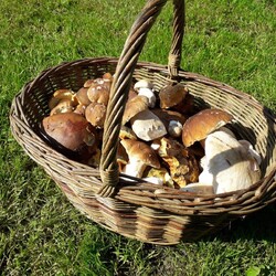 Kliknutím zvětšíte 14