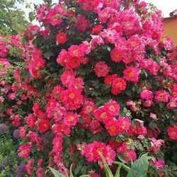 Kliknutím zvětšíte 355385001_3596143570653632_6785824724322859525_n