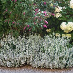 368043763_3634522516815737_5209230948978261707_n