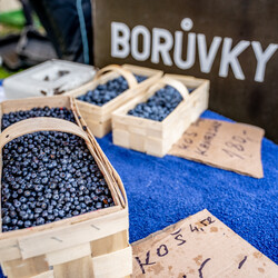 Kliknutím zvětšíte Borůvkobraní