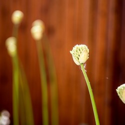 Kliknutím zvětšíte dsc_6671-kopie