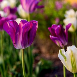 Kliknutím zvětšíte dsc_6672-kopie