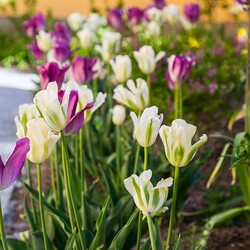 Kliknutím zvětšíte dsc_6678-kopie