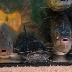 Kliknutím zvětšíte dsc_9524-kopie