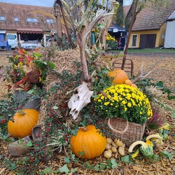 Kliknutím zvětšíte img_20241005_140252261