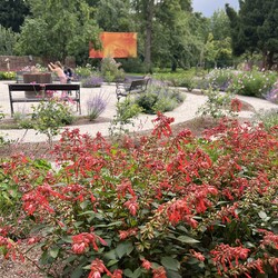 Kliknutím zvětšíte img_2645-salvia-selma-salmon