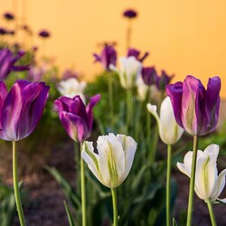 Kliknutím zvětšíte zahradakvetu1