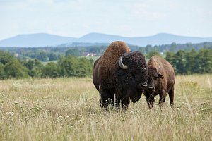 Residence Safari Resort