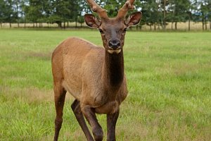 Residence Safari Resort