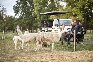 Residence Safari Resort