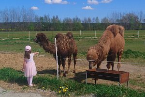 Residence Safari Resort