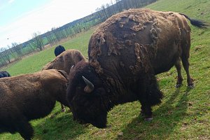 Residence Safari Resort