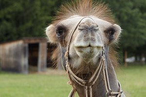 Residence Safari Resort