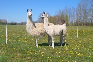 Residence Safari Resort