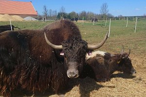 Residence Safari Resort