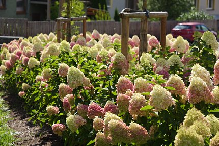 PĚSTUJEME HORTENZIE